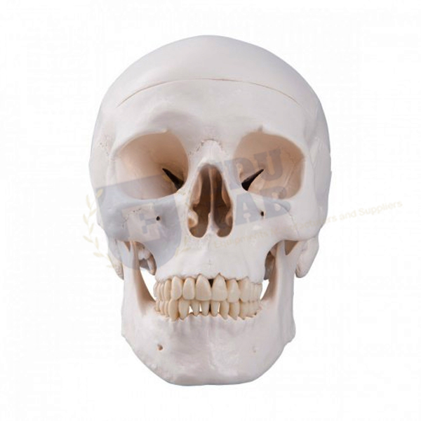 Human Skull Model