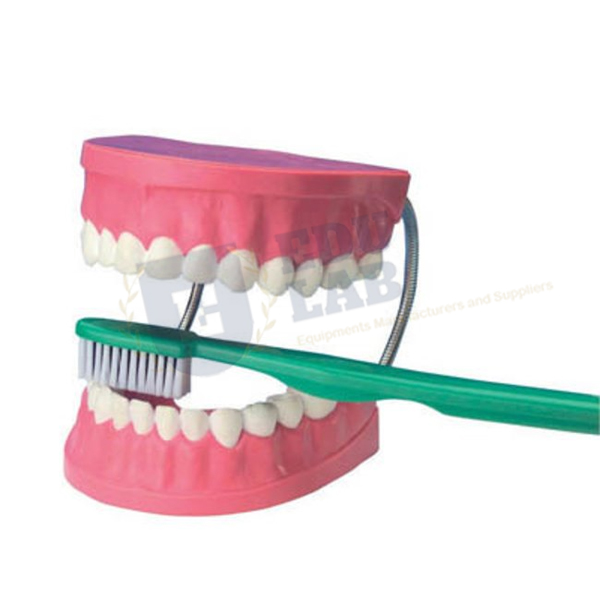 Giant Dental Care Models