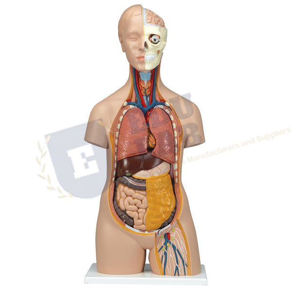 Classic Unisex Torso - 12 Parts