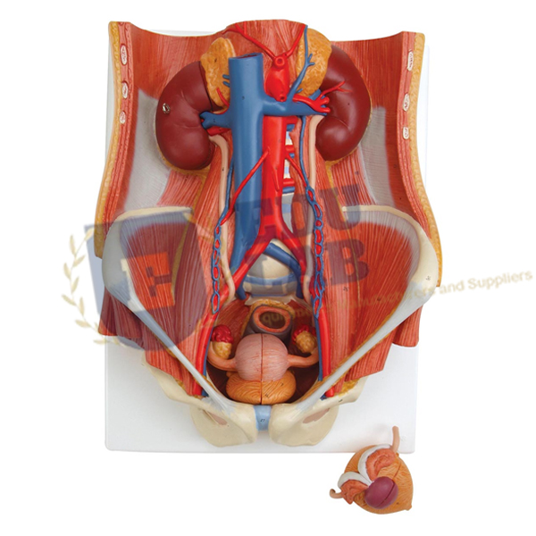 Dual Sex Urinary System