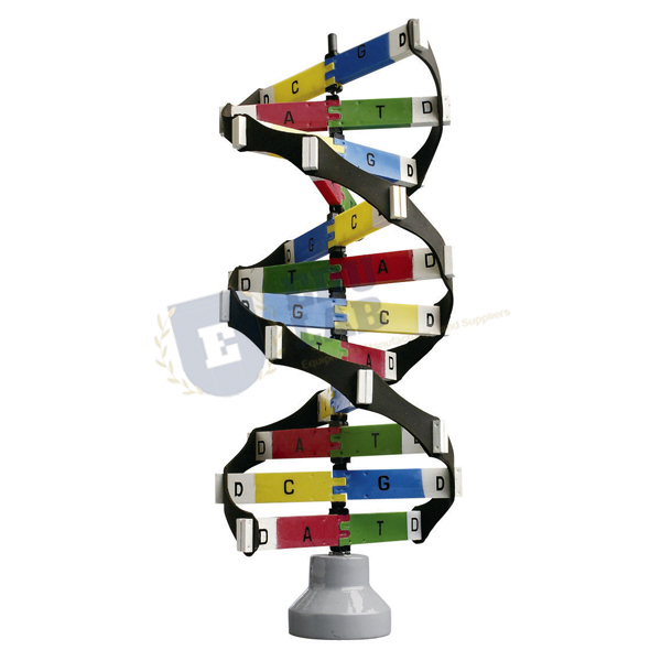 DNA Activity Model