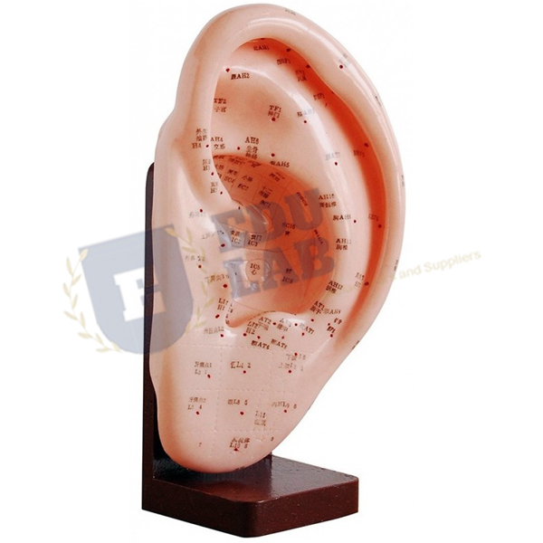 Ear Acupuncture Model