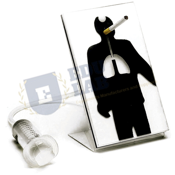 Effects of Smoking Model