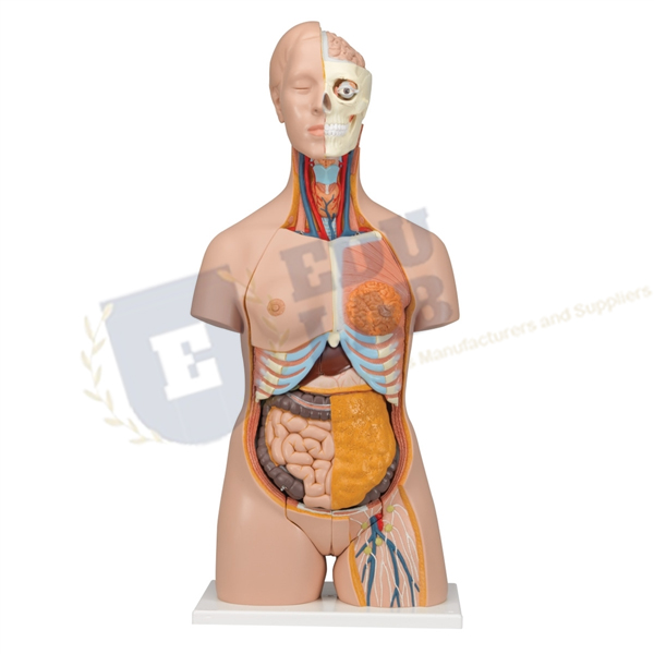 Deluxe Dual-Sex Torso - 24 Parts