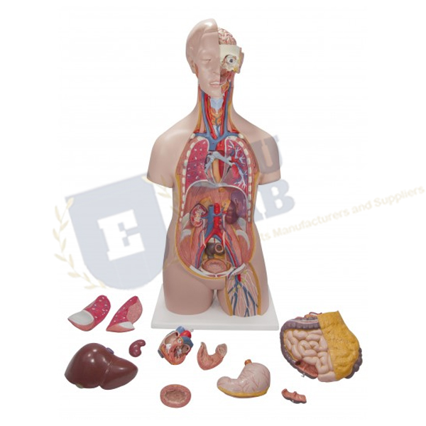 Classic Unisex Torso - 14 Parts