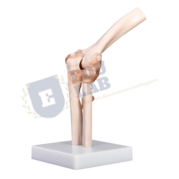 Elbow Joint Model