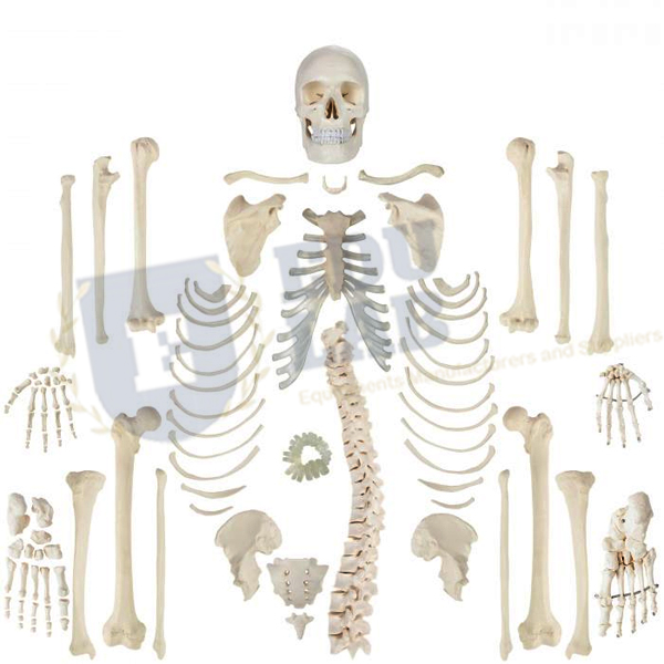 Human Disarticulated Skeleton Model