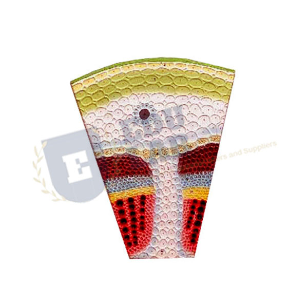 Dicot Stem T.S. Model