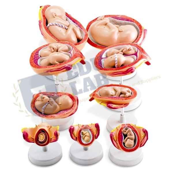Pregnancy Model Set Model