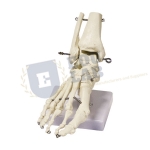 Human Foot Skeleton Model