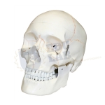 Human Skull With Blood Vessels