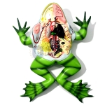 Frog Dissection Model