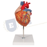 Heart Model