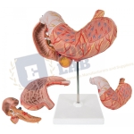 Stomach Model