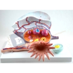 Ovary Structure Model