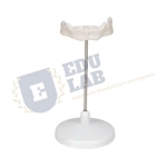 Hyoid Bone Model