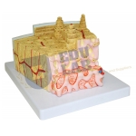 Bone Structure Model