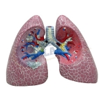 Human Lung Model