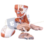 Head And Neck Musculature