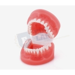 Deciduous Teeth Model