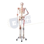 Skeleton Model with Muscles and Ligaments