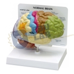 Half Human Brain Sensory/Motor Model