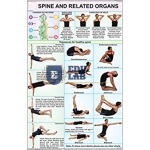 Spine and Related Organs Chart
