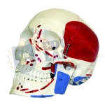 Human Skull with Muscles