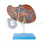 Human Liver Model
