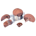 Human Brain Model, 4 Parts