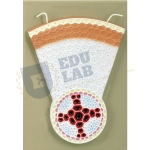 Dicot Root T.S. Model