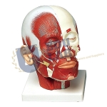 Head Musculature