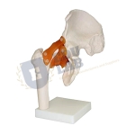 Hip Joint Model