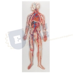 Circulatory System Model