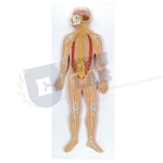 Human Nervous System Model