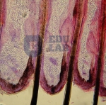 Skin and Hair Follicles (40x)