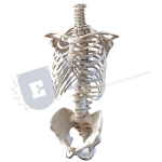 Skeleton of the Human Trunk