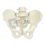 Female Pelvis Skeleton