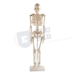 Transparent Human Skeleton Tall 85cm