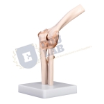 Elbow Joint Model