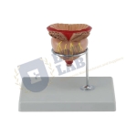 Testis 3.5X Life Size