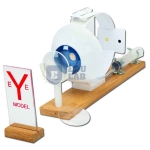 Functional Eye Model