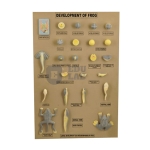 Frog Development Set