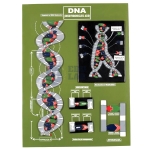 DNA Model