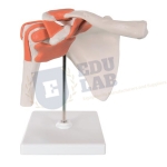 Functional Shoulder Joint Model