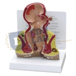 Rectum Model